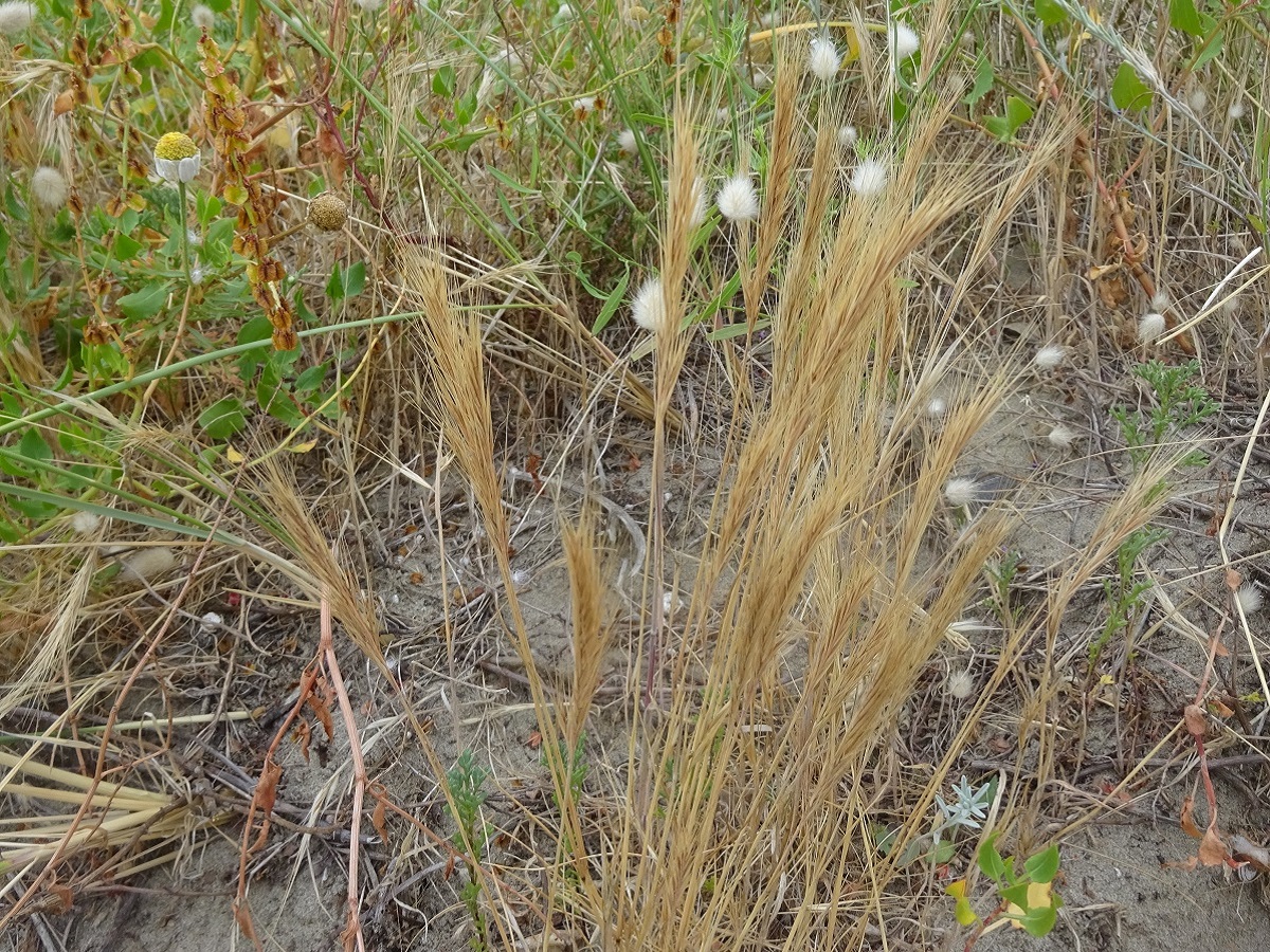 Vulpia muralis (Poaceae)